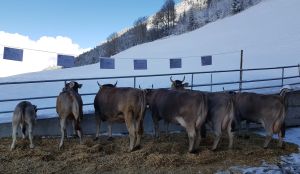 ZF OB Winzer Winzerin Bucher Roland St. Niklausen B73